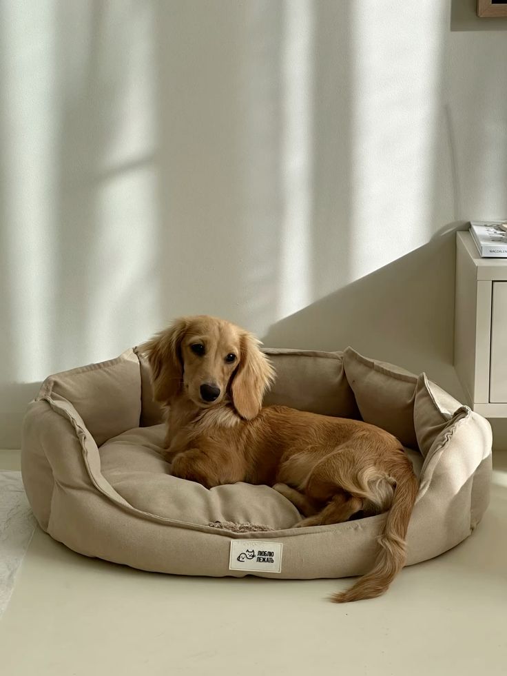 Cozy Dog Beds