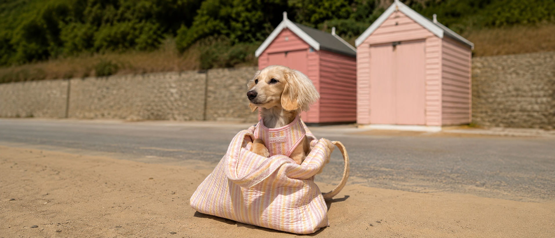 Pet Lifestyle